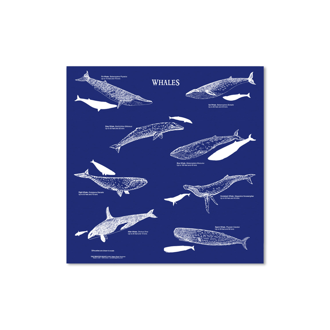 Navy Whales Bandana